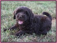 Biscuit Flicker pups 6 wks old101