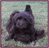 Biscuit Flicker pups 6 wks old111