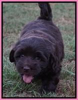Biscuit Flicker pups 6 wks old121