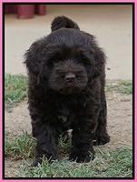 Biscuit Flicker pups 6 wks old91