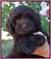 Bosciot Flicker pups 7 wks old 11