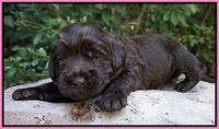Busciut Flicker pups 2 wks old 101