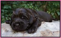 Busciut Flicker pups 2 wks old 131