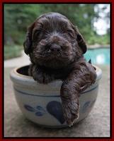 Biscuit Flicker pups 3 wks old 121