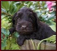 Biscuit Flicker pups 4 weeks old 101