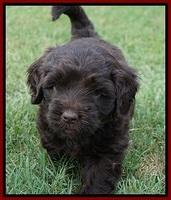 Biscuit Flicker pups 5 wks old 151