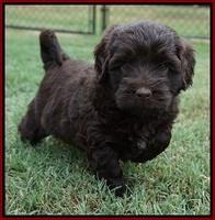 Biscuit Flicker pups 5 wks old 181