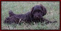 Biscuit Flicker pups 6 wks old151