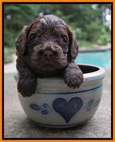 Biscuit Flicker pups 3 wks old 151