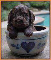 Biscuit Flicker pups 3 wks old 161