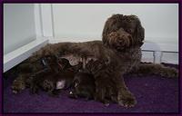 Busciut Flicker pups 2 wks old 11