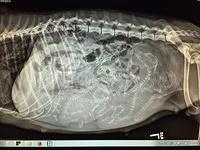 Sandi xray preg 2 texas 2