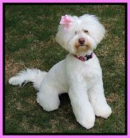 Sandra Dee 8 mos old new groom 101