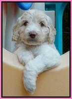 Sandi TExas pups 5 wks old21
