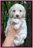 Sandi TExas pups 5 wks old31