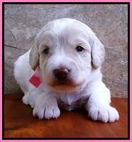 Sandi Texas pups 3 wks old 11