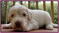 Sandi Texas pups 3 wks old 31
