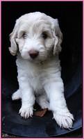 Sandi Texas pups 6 wks old 21