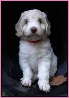 Sandi Texas pups 6 wks old 41