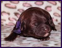 Sandi Texas pups 1 wk old 51