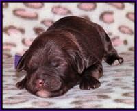 Sandi Texas pups 1 wk old 61