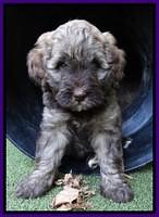 Sandi Texas pups 6 wks old 91