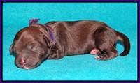 Sandi Texas pups newborn 1 day old41