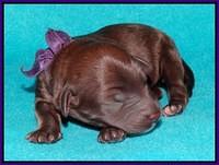 Sandi Texas pups newborn 1 day old61