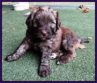 Sandy Texas pups 4 wks old 81