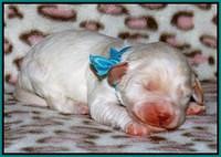 Sandi Texas pups 1 wk old 91