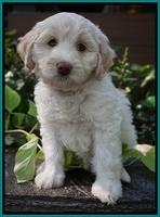 Sandy Texas pups 7 wks old 81