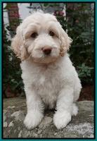 Sandy Texas pups 8 wks old 13!