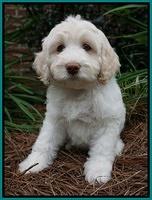 Sandy Texas pups 8 wks old 14!