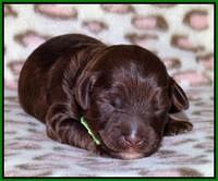 Sandi Texas pups 1 wk old 111
