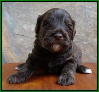 Sandi Texas pups 3 wks old 141