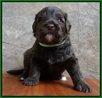 Sandi Texas pups 3 wks old 161