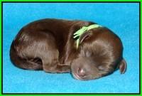 Sandi Texas pups newborn 1 day old111