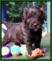 Sandy Texas pups 4 wks old 161