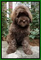 Sandy Texas pups 8 wks old 19!