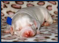 Sandi Texas pups 1 wk old 141