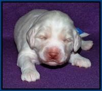 Sandi Texas pups 2 wks old 151