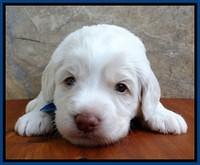 Sandi Texas pups 3 wks old 171