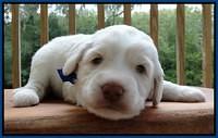 Sandi Texas pups 3 wks old 191