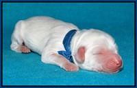 Sandi Texas pups newborn 1 day old131