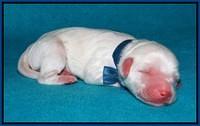 Sandi Texas pups newborn 1 day old141