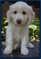 Sandy Texas pups 7 wks old 111