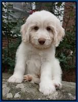 Sandy Texas pups 8 wks old 21!