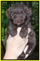 Sandi TExas pups 5 wks old161