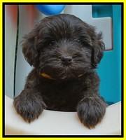 Sandi TExas pups 5 wks old191