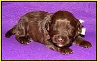 Sandi Texas pups 2 wks old 211